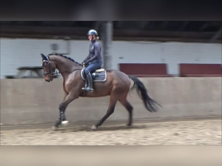 Caballo de deporte alemán Caballo castrado 6 años 168 cm Castaño in Süderlügum