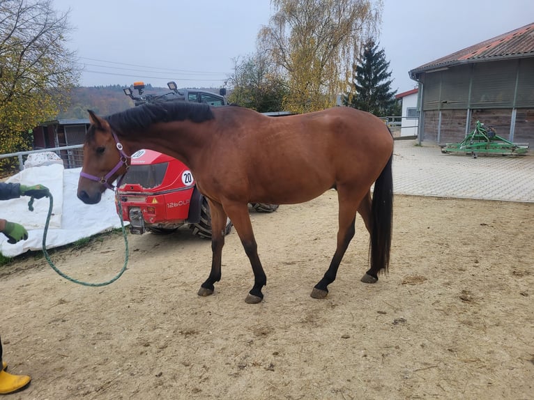 Caballo de deporte alemán Caballo castrado 6 años 168 cm Castaño in Giengen an der Brenz