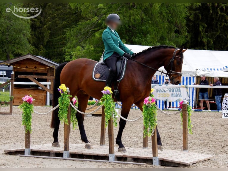 Caballo de deporte alemán Caballo castrado 6 años 168 cm Castaño in Polling