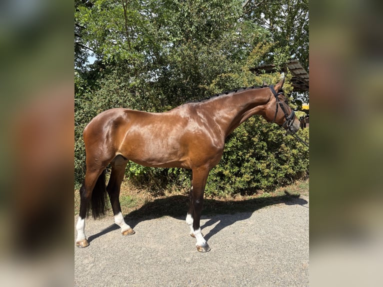 Caballo de deporte alemán Caballo castrado 6 años 168 cm Castaño in Ketsch