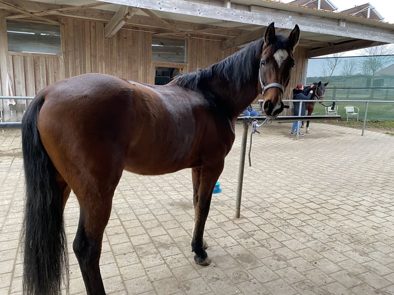 Caballo de deporte alemán Caballo castrado 6 años 168 cm Castaño in Vierkirchen