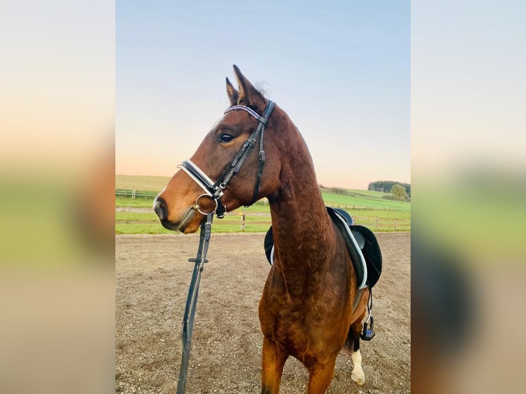 Caballo de deporte alemán Caballo castrado 6 años 168 cm Castaño in Vierkirchen