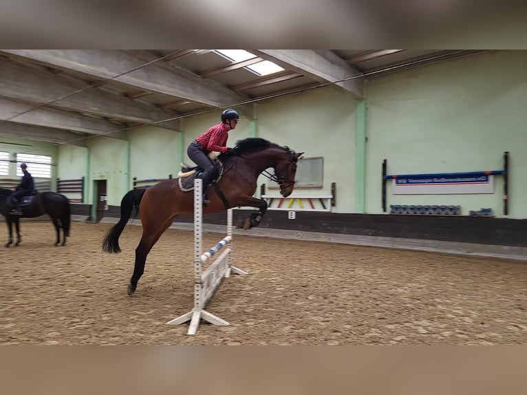 Caballo de deporte alemán Caballo castrado 6 años 168 cm Castaño in Rehbach