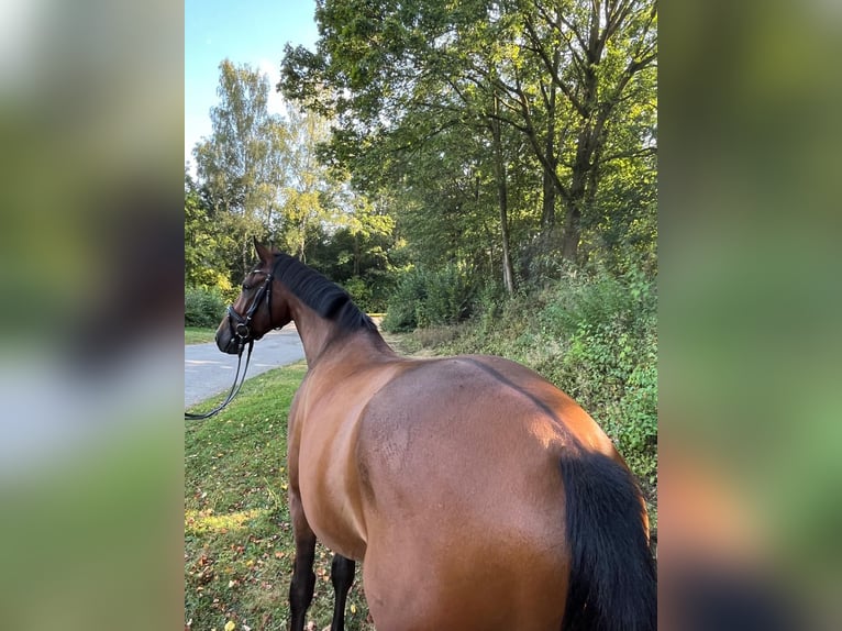 Caballo de deporte alemán Caballo castrado 6 años 168 cm Castaño in Rehbach