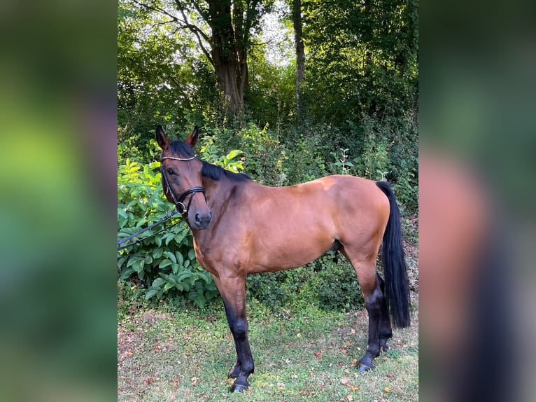 Caballo de deporte alemán Caballo castrado 6 años 168 cm Castaño in Rehbach