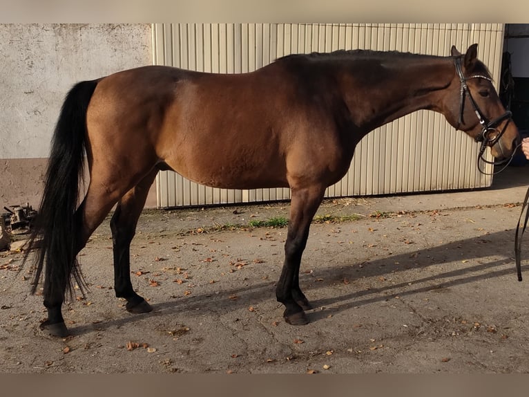 Caballo de deporte alemán Caballo castrado 6 años 168 cm Castaño in Rehbach