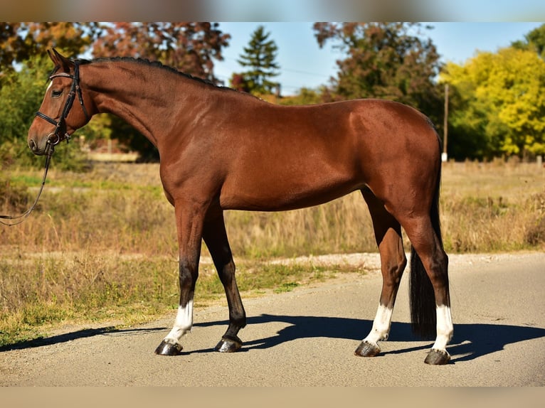 Caballo de deporte alemán Caballo castrado 6 años 168 cm Castaño in M&#xF3;r