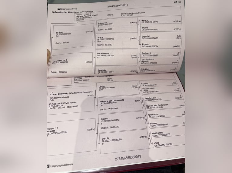 Caballo de deporte alemán Caballo castrado 6 años 168 cm Castaño in M&#xF3;r