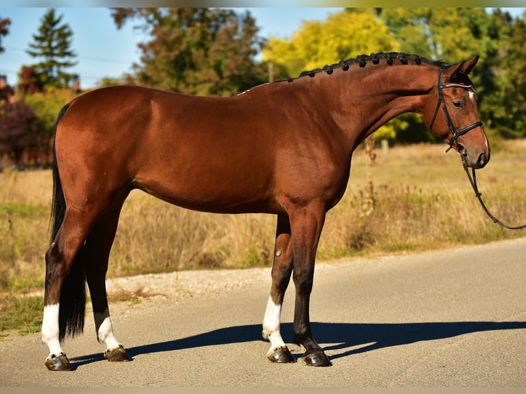 Caballo de deporte alemán Caballo castrado 6 años 168 cm Castaño in M&#xF3;r