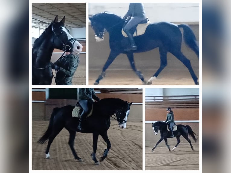 Caballo de deporte alemán Caballo castrado 6 años 168 cm Castaño oscuro in Ringelsdorf