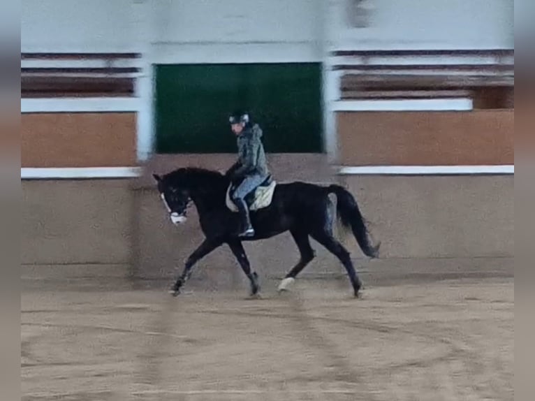 Caballo de deporte alemán Caballo castrado 6 años 168 cm Castaño oscuro in Ringelsdorf