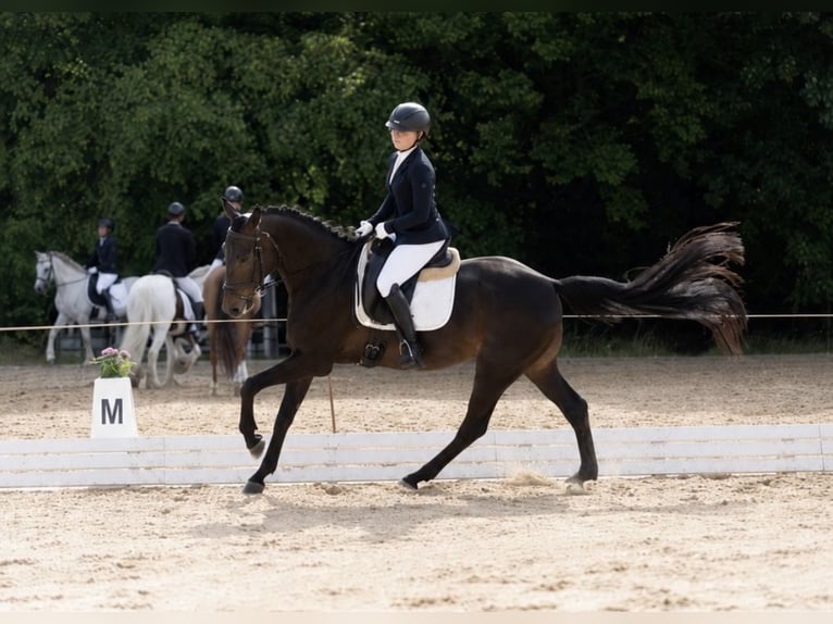 Caballo de deporte alemán Caballo castrado 6 años 168 cm Castaño oscuro in Saara
