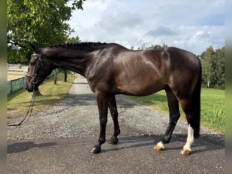 Caballo de deporte alemán Caballo castrado 6 años 168 cm Castaño oscuro in Altusried