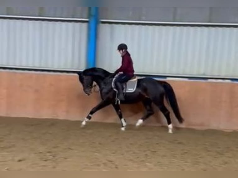 Caballo de deporte alemán Caballo castrado 6 años 168 cm Morcillo in Güstrow