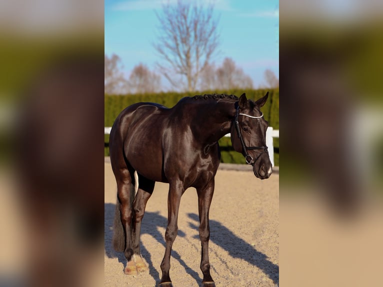 Caballo de deporte alemán Caballo castrado 6 años 168 cm Negro in Schwäbisch Hall