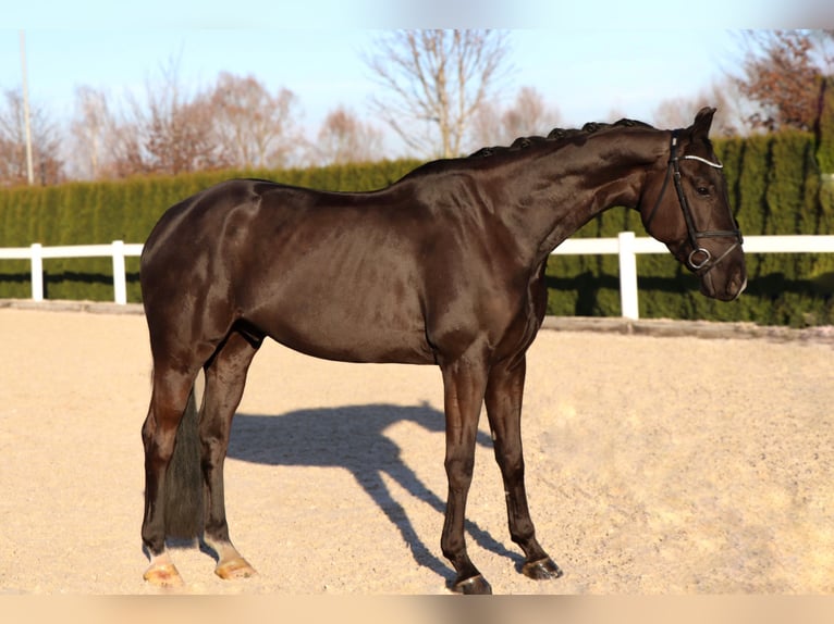 Caballo de deporte alemán Caballo castrado 6 años 168 cm Negro in Schwäbisch Hall