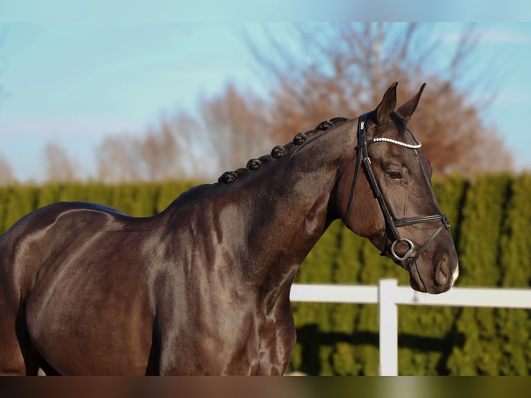 Caballo de deporte alemán Caballo castrado 6 años 168 cm Negro in Schwäbisch Hall