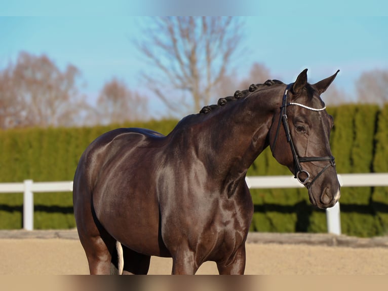 Caballo de deporte alemán Caballo castrado 6 años 168 cm Negro in Schwäbisch Hall