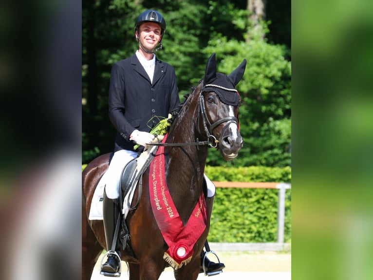 Caballo de deporte alemán Caballo castrado 6 años 168 cm Negro in Zwickau
