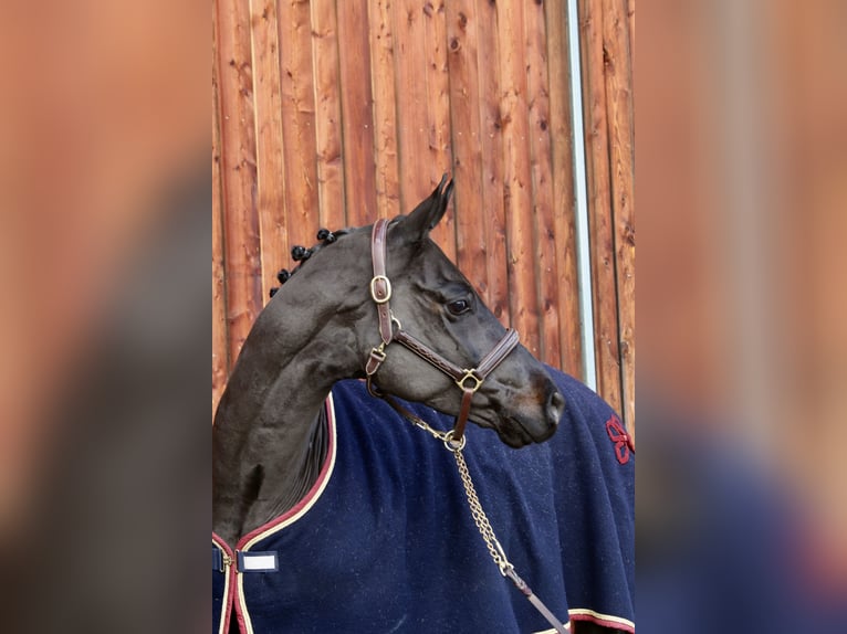 Caballo de deporte alemán Caballo castrado 6 años 168 cm Negro in Erharting