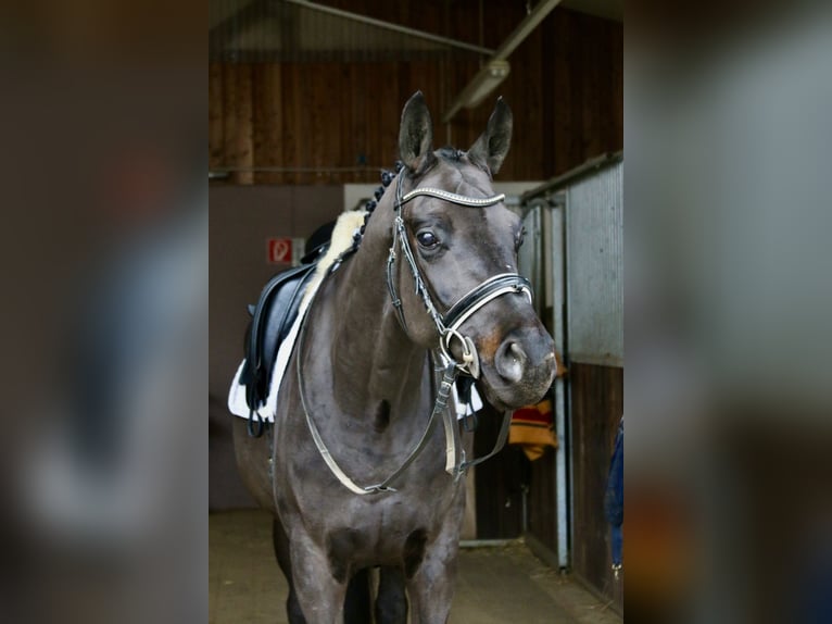 Caballo de deporte alemán Caballo castrado 6 años 168 cm Negro in Erharting