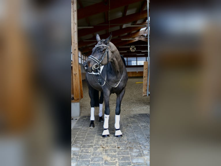 Caballo de deporte alemán Caballo castrado 6 años 168 cm Negro in Erharting