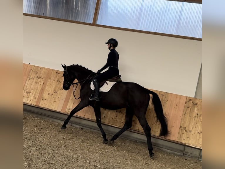 Caballo de deporte alemán Caballo castrado 6 años 168 cm Negro in Erharting