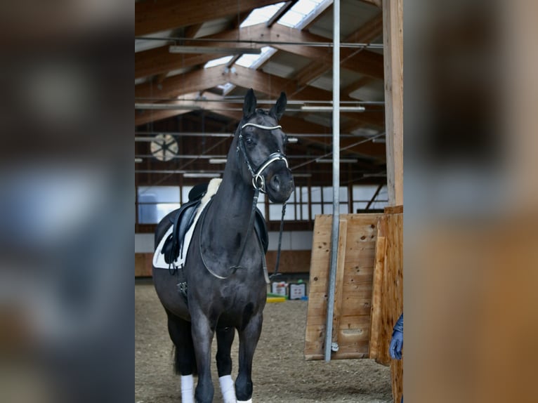 Caballo de deporte alemán Caballo castrado 6 años 168 cm Negro in Erharting