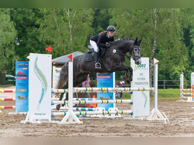 Caballo de deporte alemán Caballo castrado 6 años 168 cm Tordo in Krombach