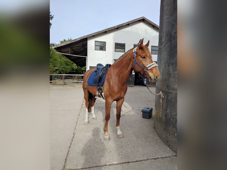 Caballo de deporte alemán Caballo castrado 6 años 169 cm Alazán in Viernheim