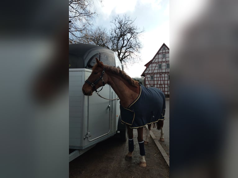 Caballo de deporte alemán Caballo castrado 6 años 169 cm Alazán in Viernheim