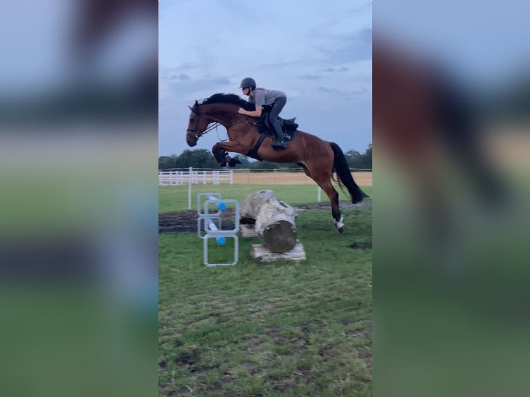 Caballo de deporte alemán Caballo castrado 6 años 169 cm Castaño in Walchum