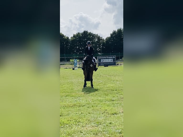 Caballo de deporte alemán Caballo castrado 6 años 169 cm Castaño in Walchum