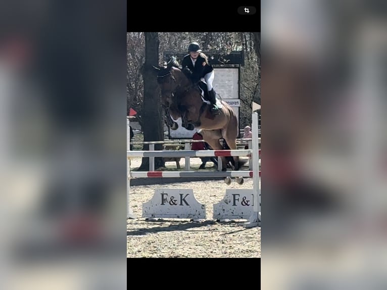 Caballo de deporte alemán Caballo castrado 6 años 169 cm Castaño in Walchum