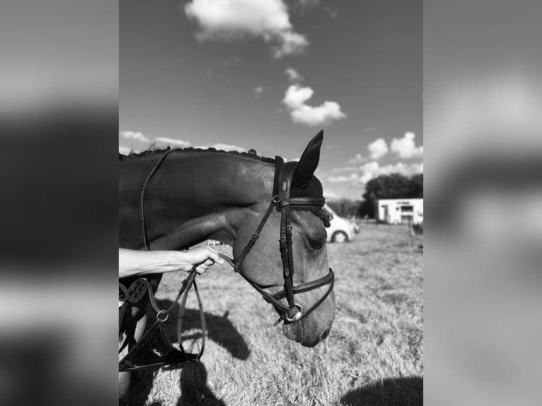 Caballo de deporte alemán Caballo castrado 6 años 169 cm Castaño in Walchum