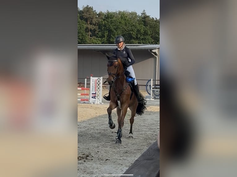 Caballo de deporte alemán Caballo castrado 6 años 169 cm Castaño in Walchum