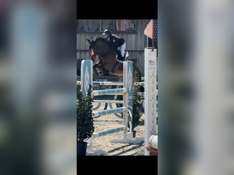 Caballo de deporte alemán Caballo castrado 6 años 169 cm Castaño in Walchum