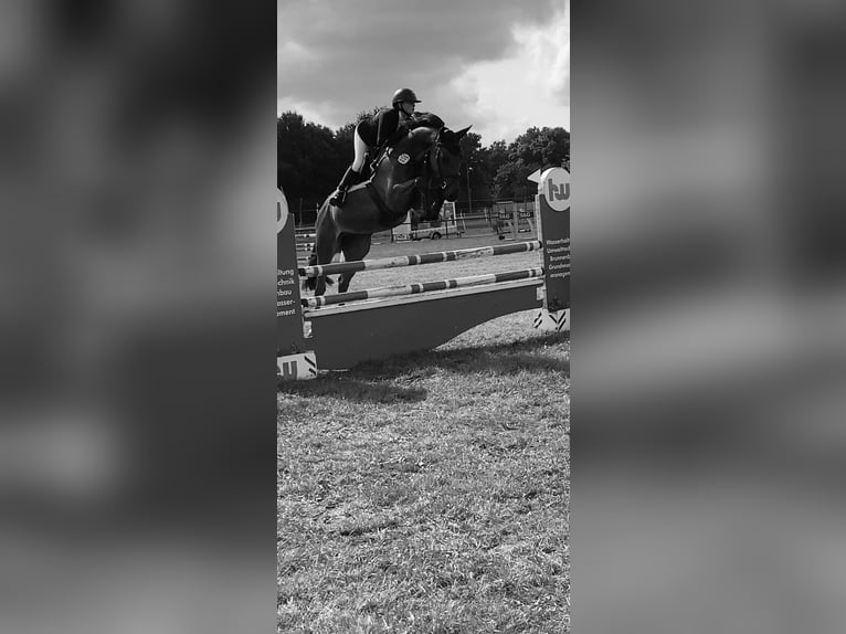 Caballo de deporte alemán Caballo castrado 6 años 169 cm Castaño in Walchum