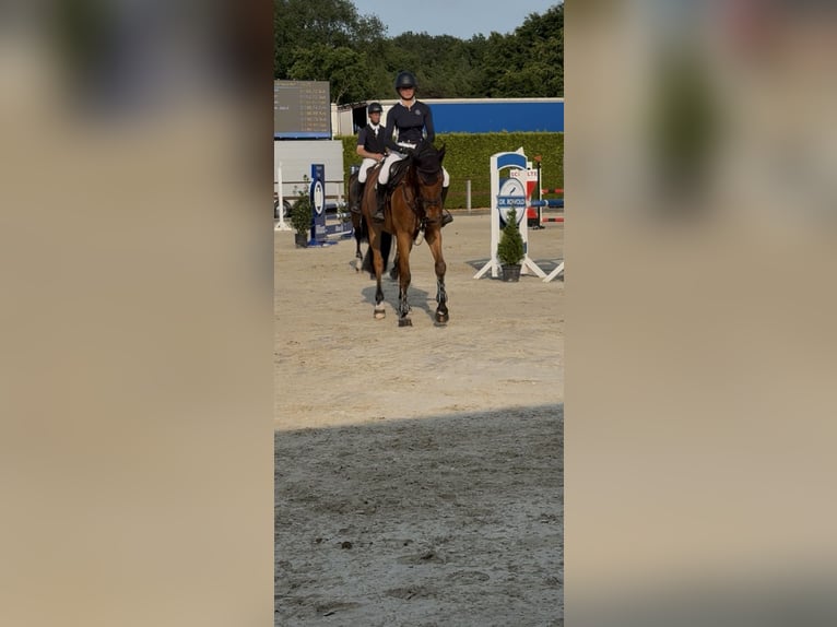 Caballo de deporte alemán Caballo castrado 6 años 169 cm Castaño in Walchum