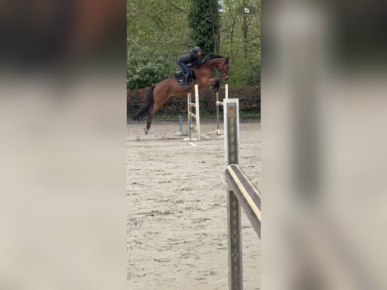Caballo de deporte alemán Caballo castrado 6 años 169 cm Castaño in Walchum