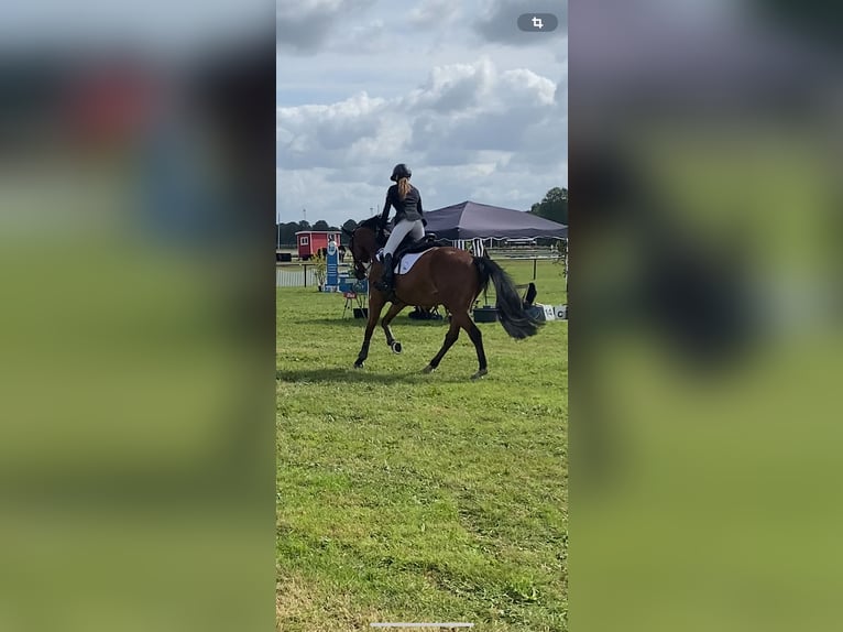 Caballo de deporte alemán Caballo castrado 6 años 169 cm Castaño in Walchum