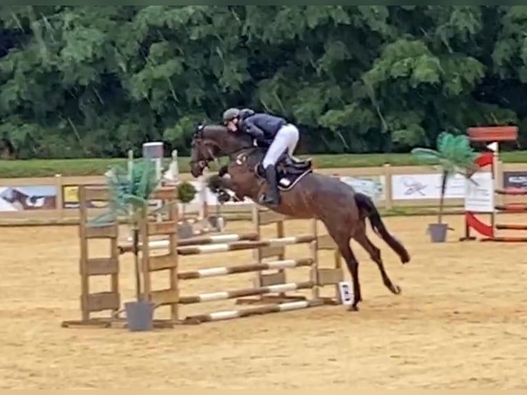 Caballo de deporte alemán Caballo castrado 6 años 169 cm Castaño in Karlsfeld