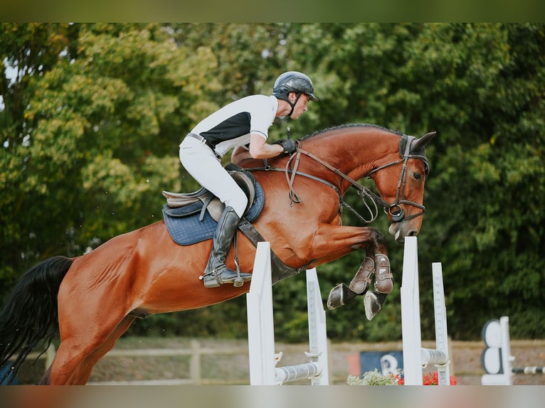 Caballo de deporte alemán Caballo castrado 6 años 169 cm Castaño in Riedstadt