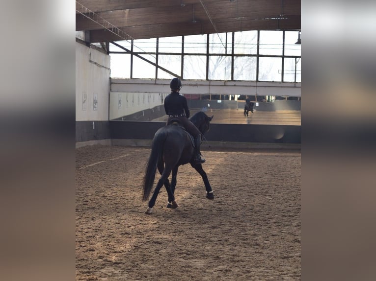 Caballo de deporte alemán Caballo castrado 6 años 169 cm Castaño oscuro in Dallgow-D&#xF6;beritz