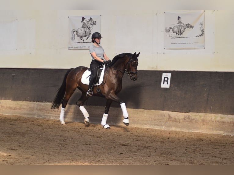 Caballo de deporte alemán Caballo castrado 6 años 169 cm Castaño oscuro in Dallgow-D&#xF6;beritz