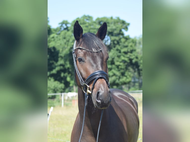 Caballo de deporte alemán Caballo castrado 6 años 169 cm Castaño oscuro in Dallgow-D&#xF6;beritz