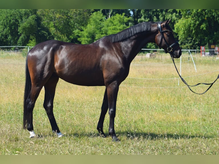 Caballo de deporte alemán Caballo castrado 6 años 169 cm Castaño oscuro in Dallgow-D&#xF6;beritz