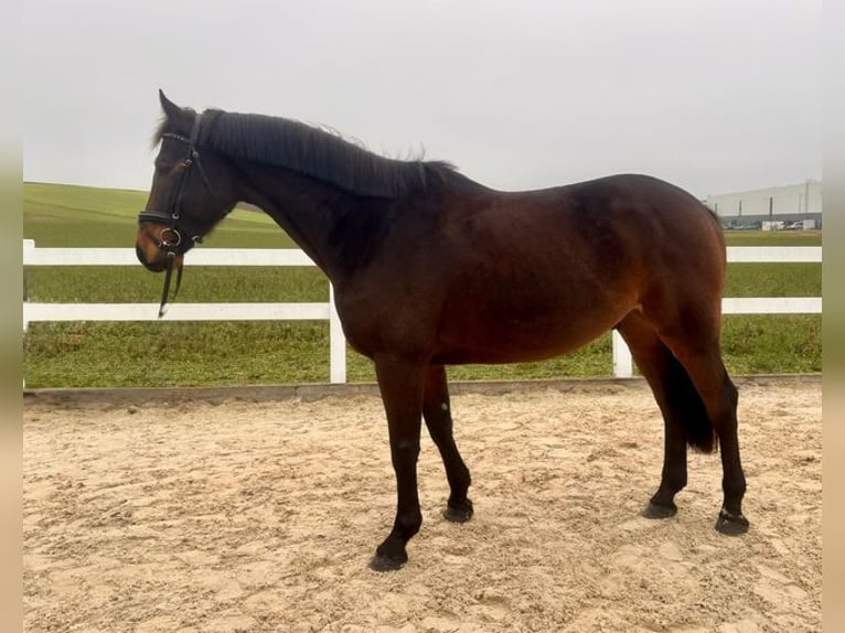 Caballo de deporte alemán Caballo castrado 6 años 169 cm Castaño oscuro in Allershausen