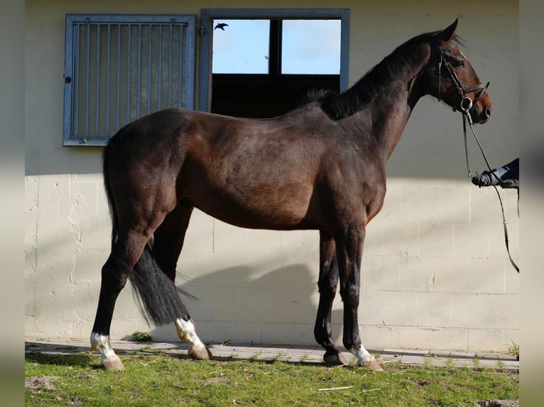 Caballo de deporte alemán Caballo castrado 6 años 169 cm Castaño oscuro in Zernien