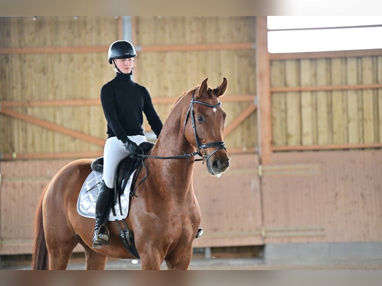 Caballo de deporte alemán Caballo castrado 6 años 170 cm Alazán in Brieselang